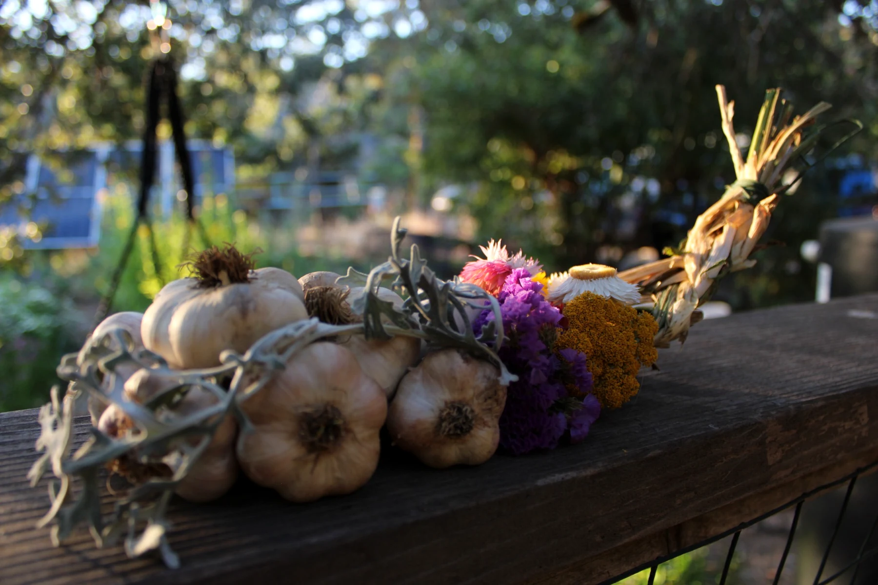 HappyDay Farms garlic braid with dried flowers on the farm